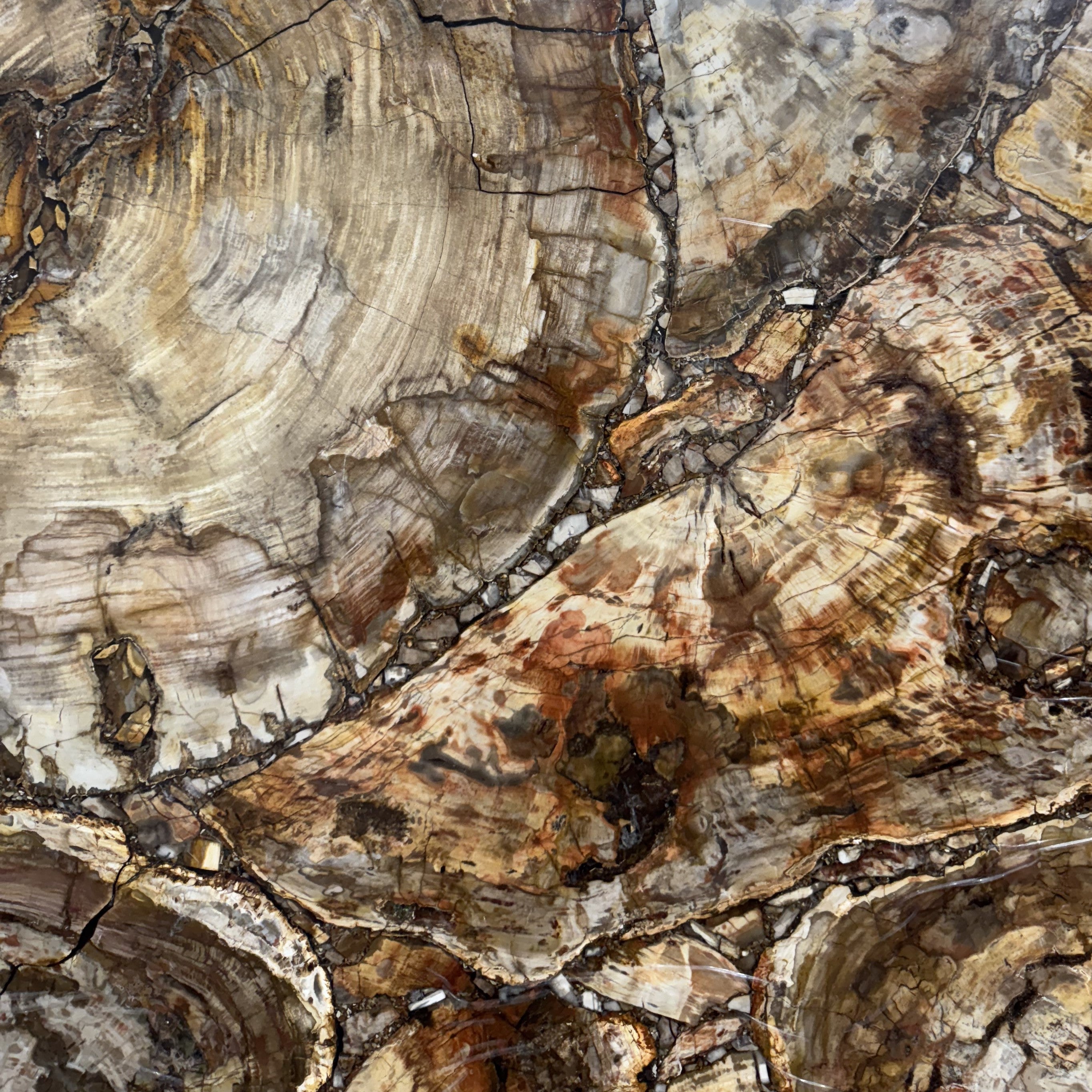 Semi Precious Petrified Wood Brown