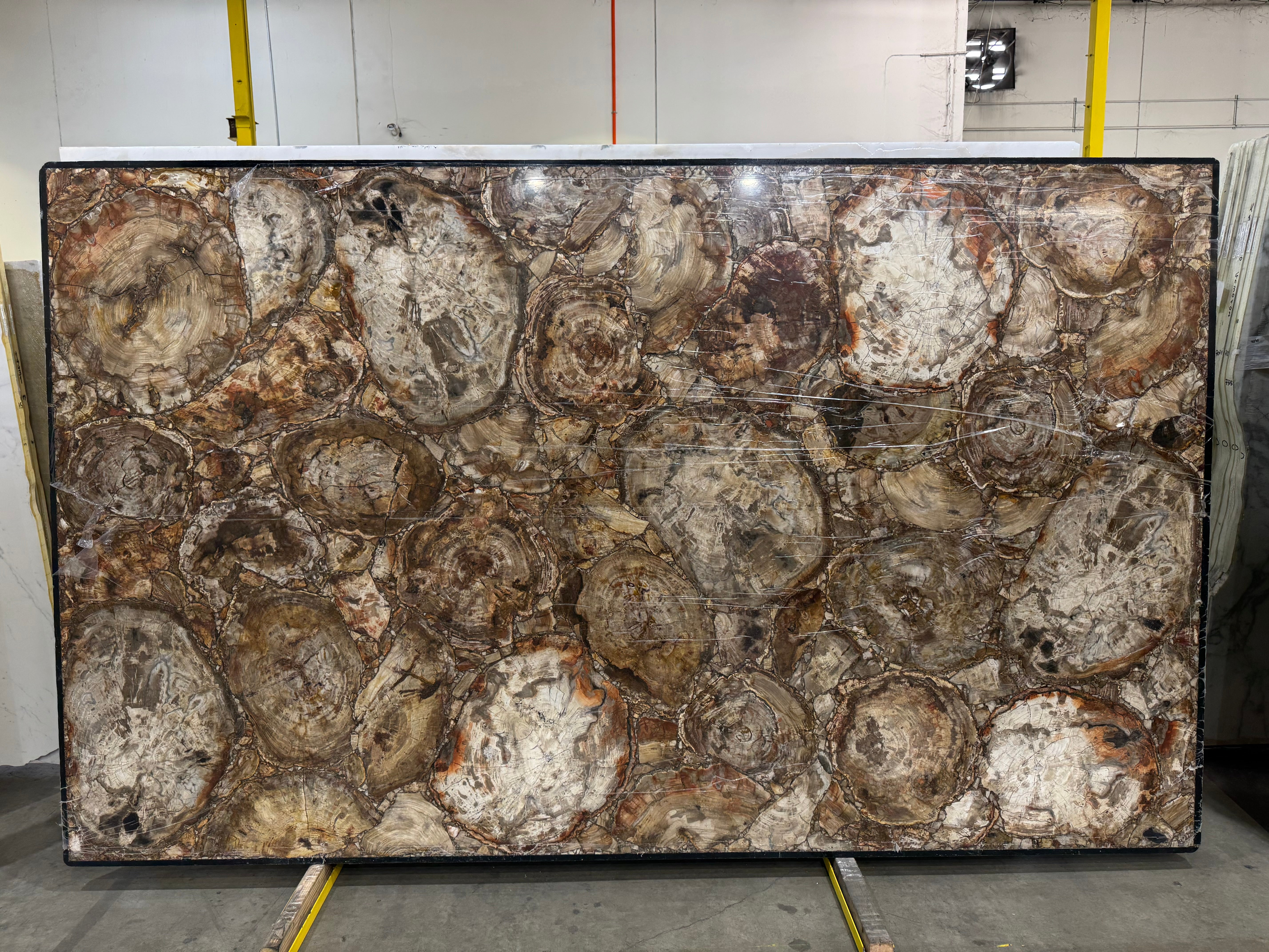 Semi Precious Petrified Wood Brown